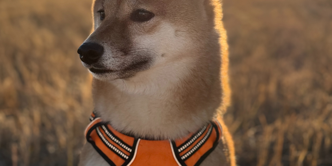 Почему аверсив в воспитании собак - пережиток прошлого, и нам он не нужен