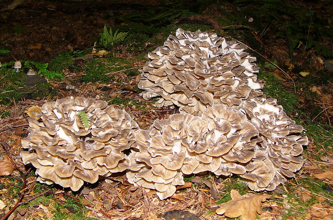Майтакэ, он же гриб-баран или грифола курчавая