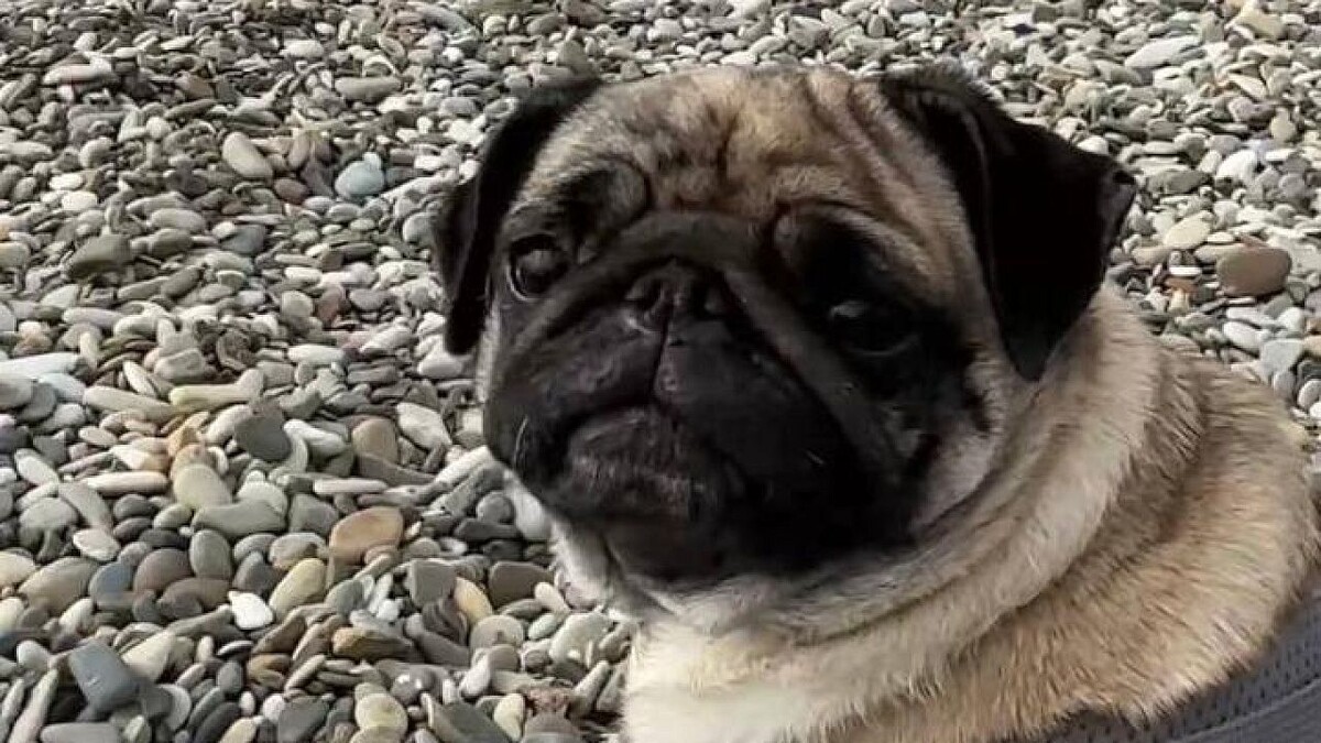    Фото: телеканал «Краснодар»