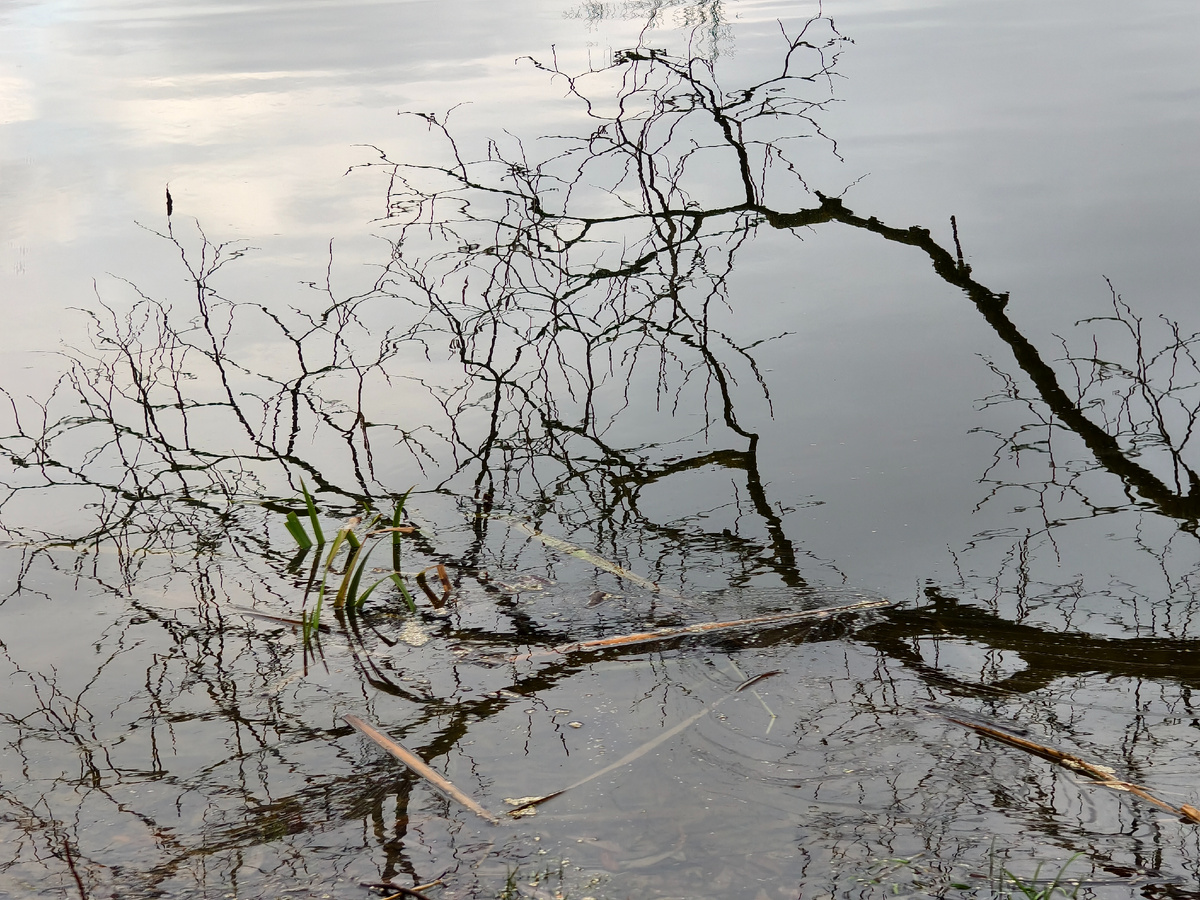 Тени на воде 