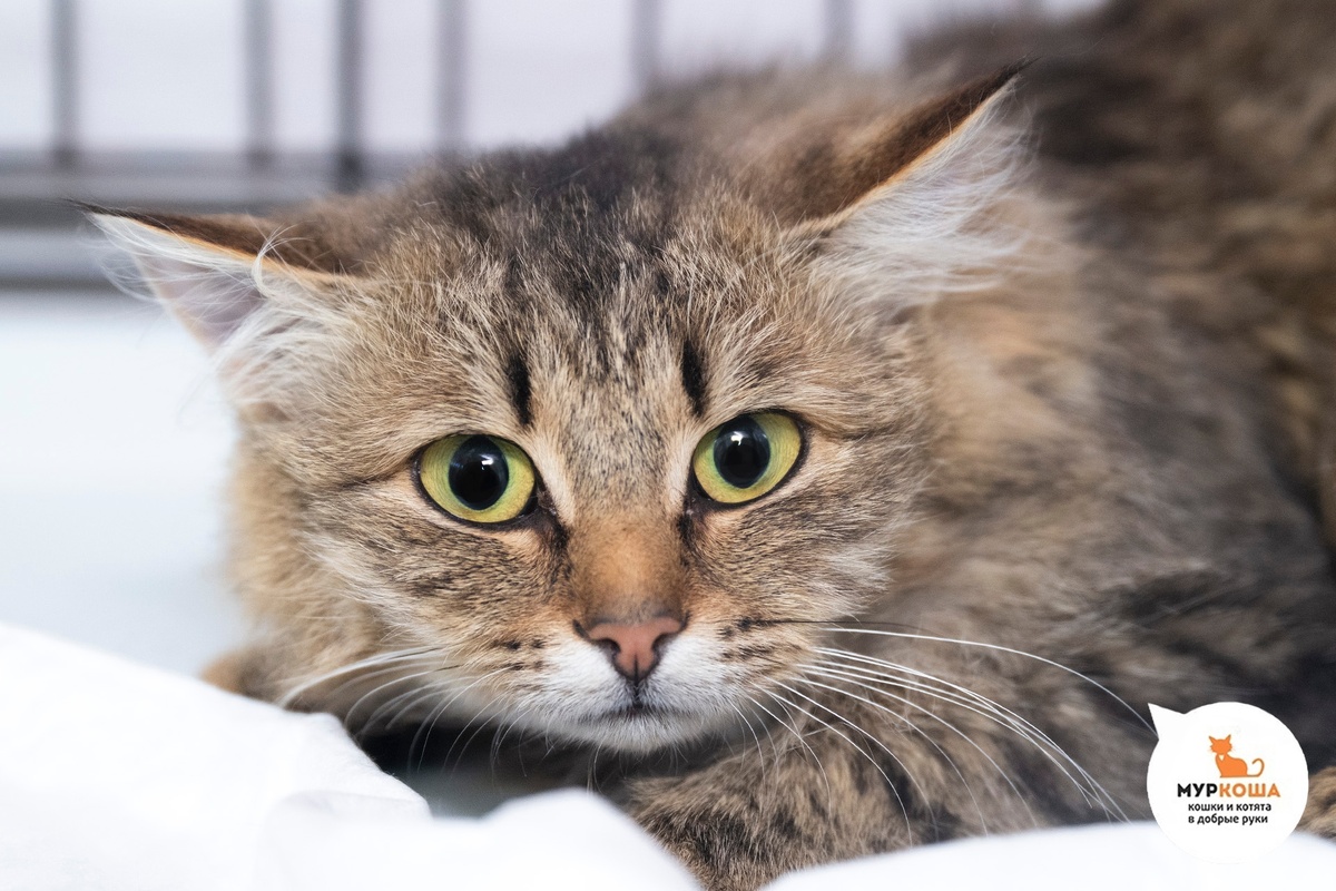 Клаша найдена на улице.