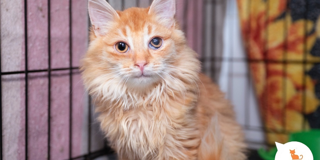 Любите кошек, котят и будьте счастливы