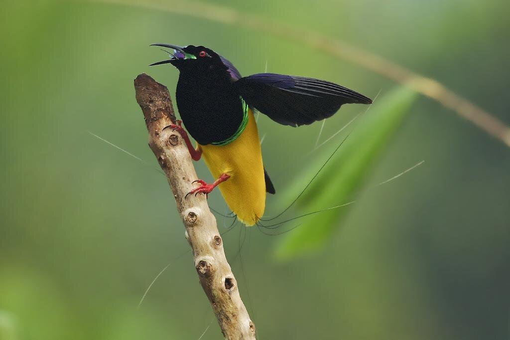 Нитчатая райская птица