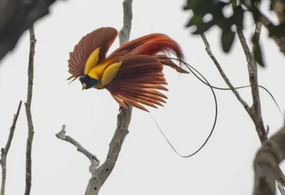 Красная райская птица