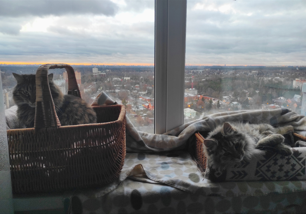 Вставай! Паштеты выдавай