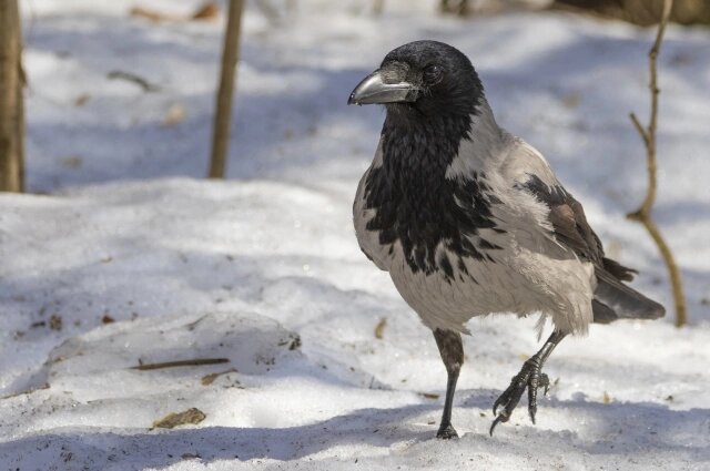    Фото: Департамент природопользования Москвы