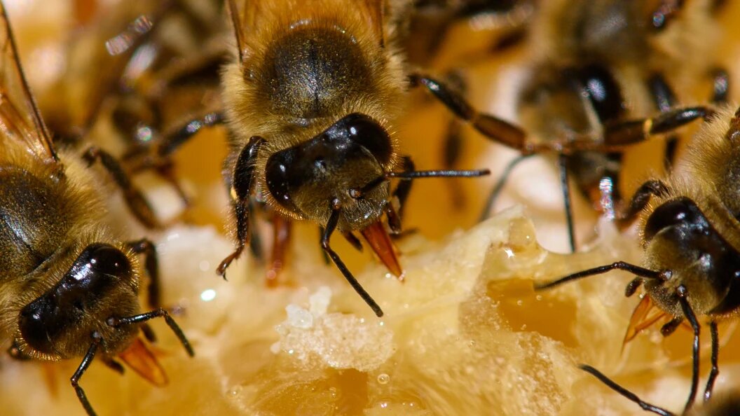    фото: Klaus-Dietmar Gabbert/dpa/Globallookpress