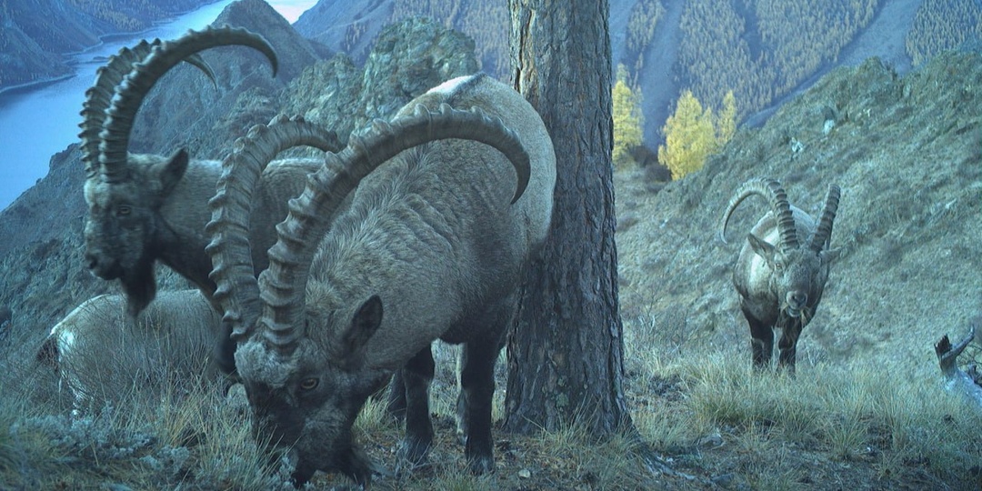 Посмотрите, каких гордых горных красавцев удалось запечатлеть на территории Саяно-Шушенского заповедника