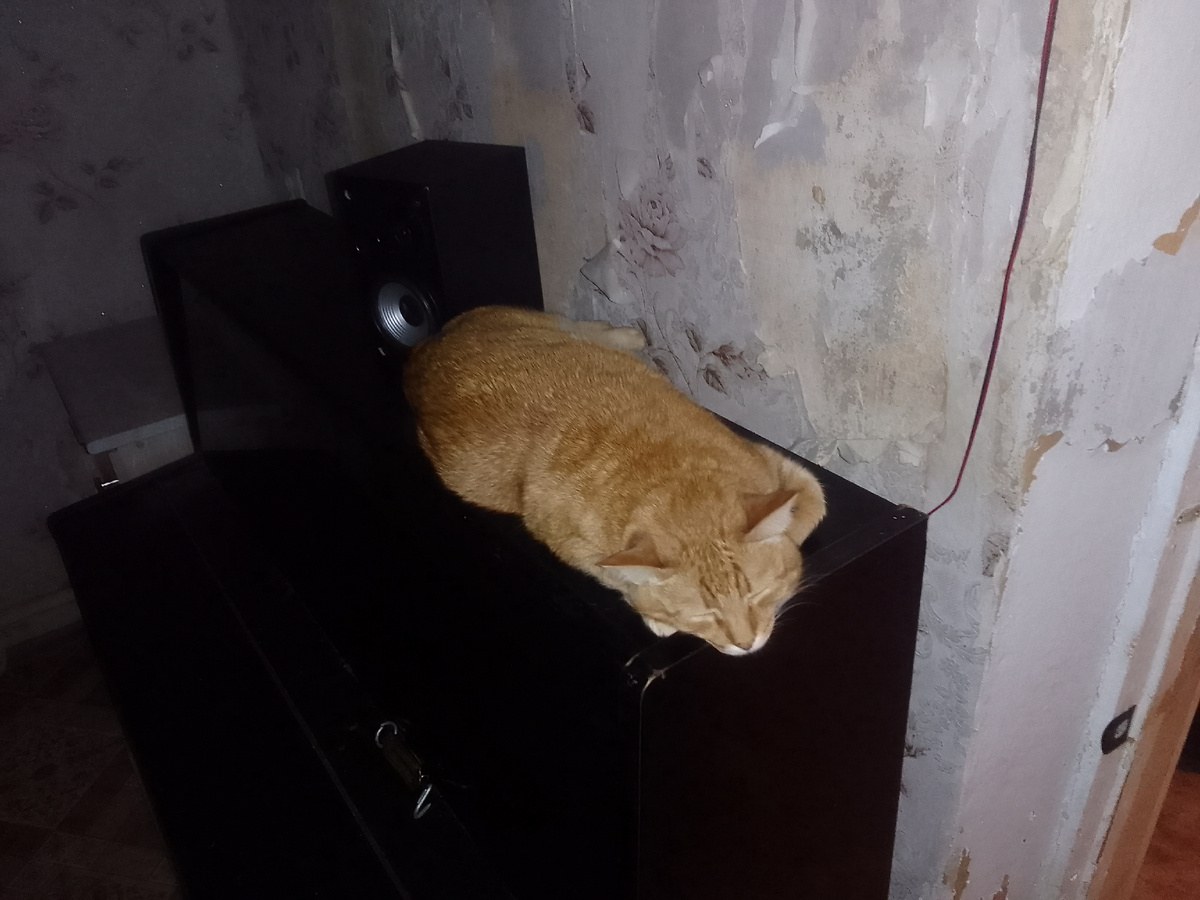 Главкот желтый Аббат 