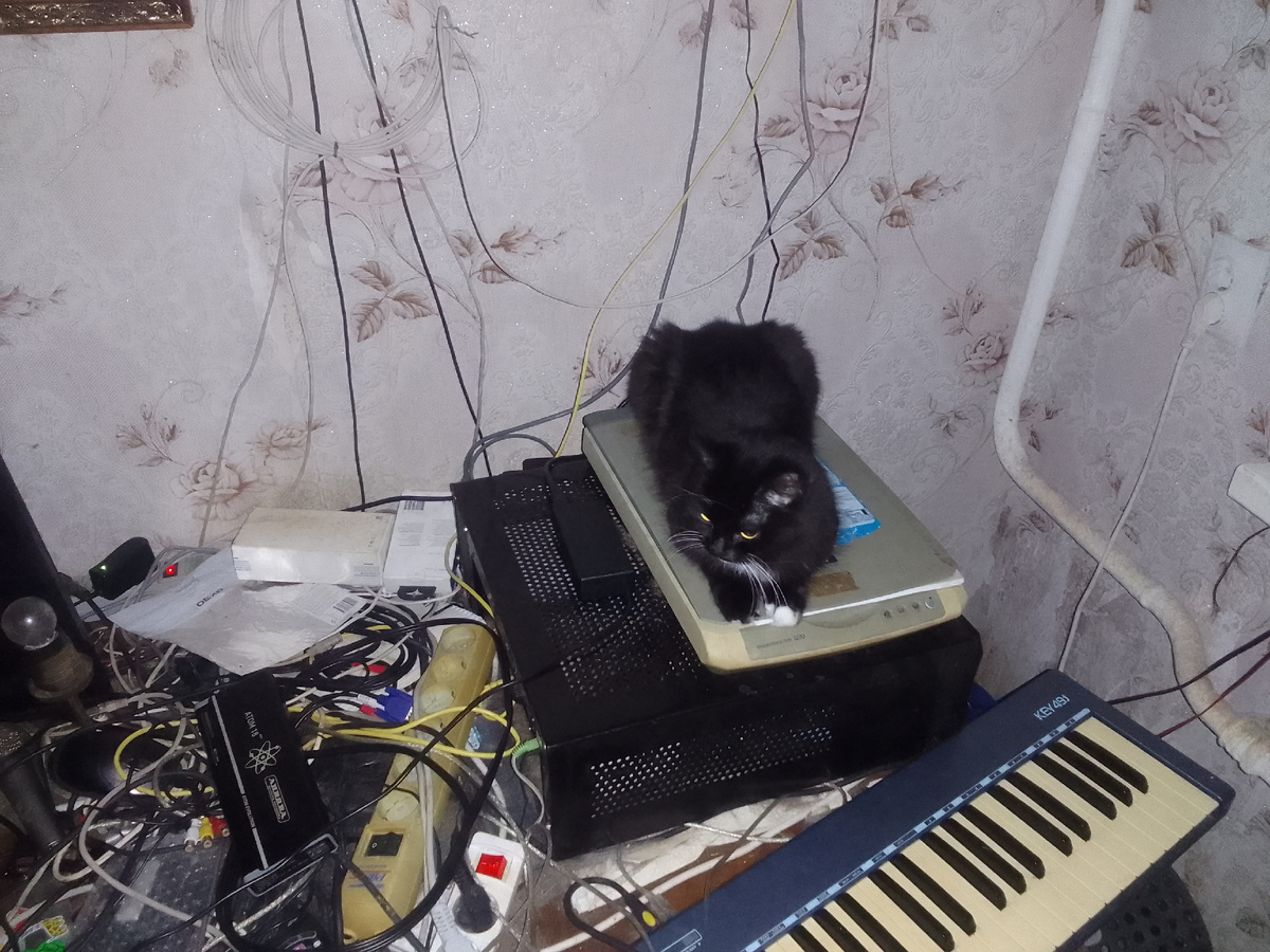 Главкошка чеорная Октава 