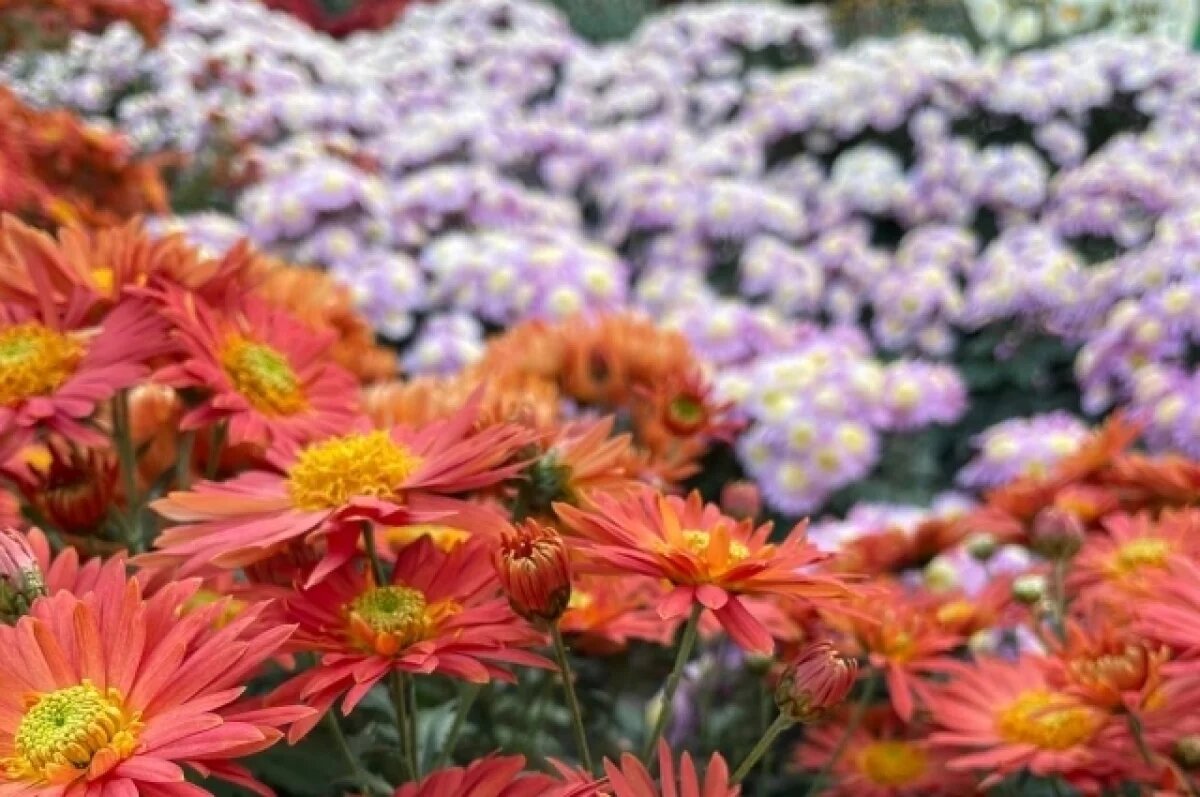    В соответствии с требованиями карантинного законодательства ввоз зараженной продукции был немедленно запрещен.