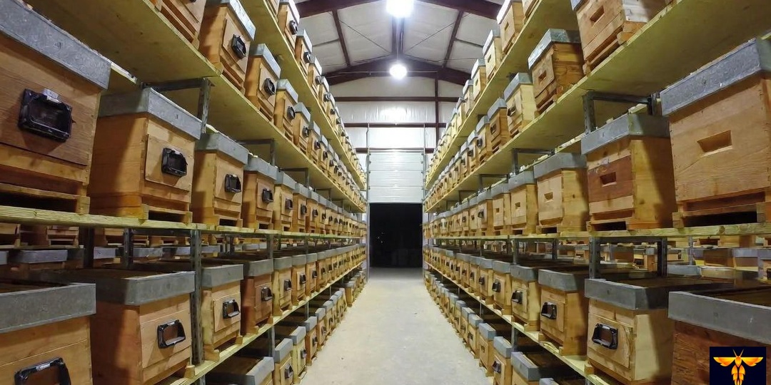 20 лет ставим пчел в зимовник без потерь. Раскрываем проверенную технологию