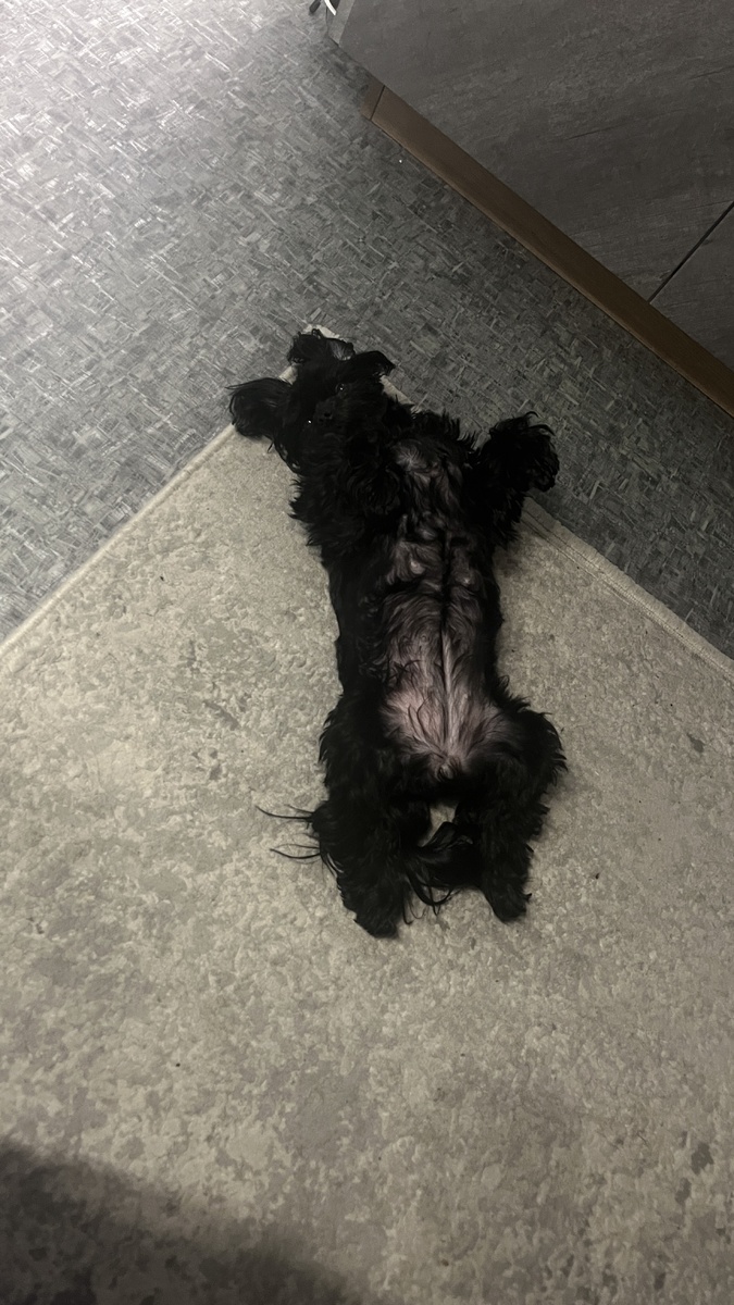 Пока я готовлю завтрак она вот так лежит на полу на кухне со мной😅