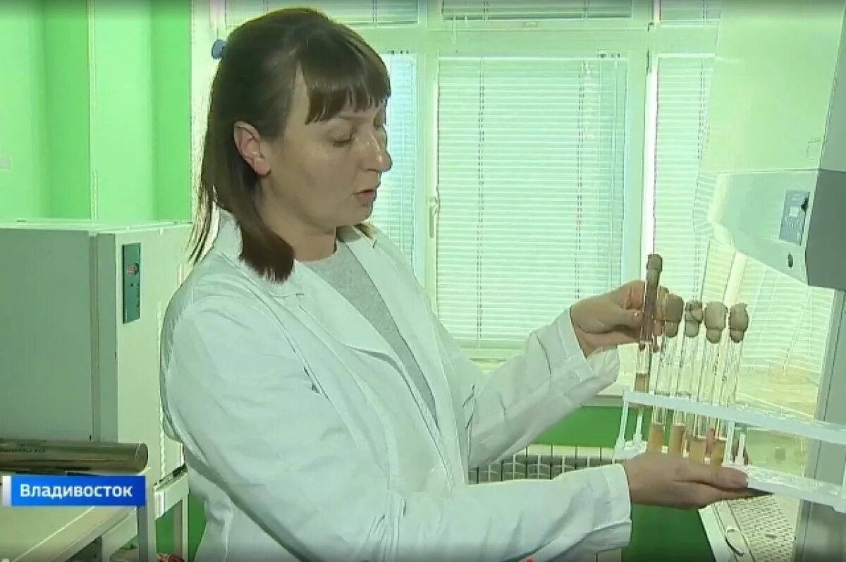    Морской гриб: эффективное средство лечения ожогов открыли в Приморье