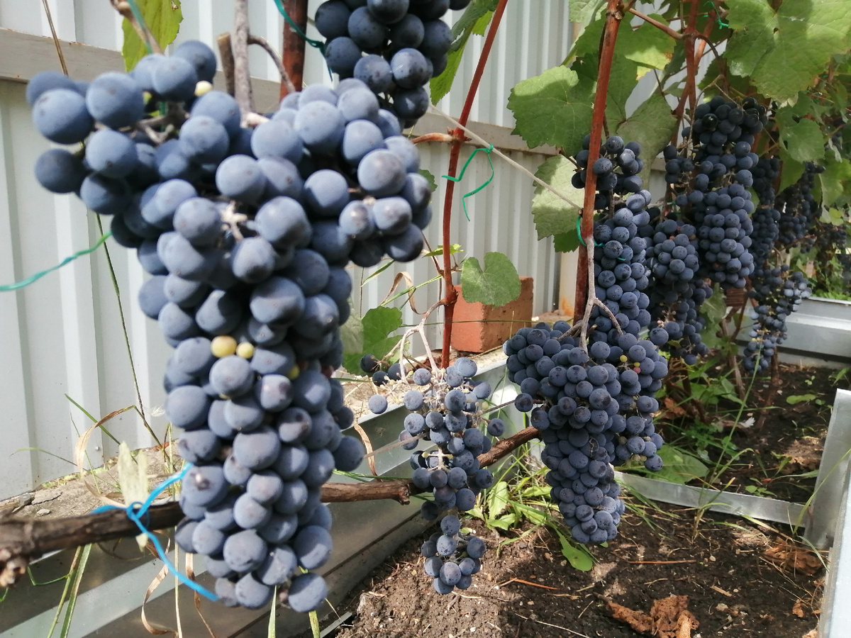 Четвертый год плодоношения. Начало сентября.