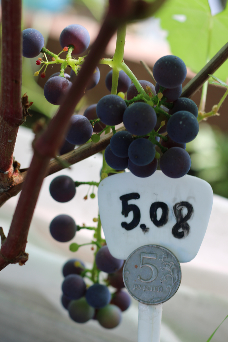 На второй год сигнальная гроздь.