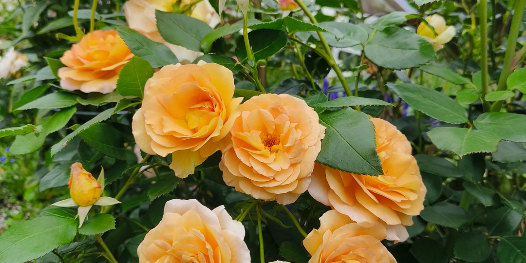 Все корневые подкормки роз в одной статье!