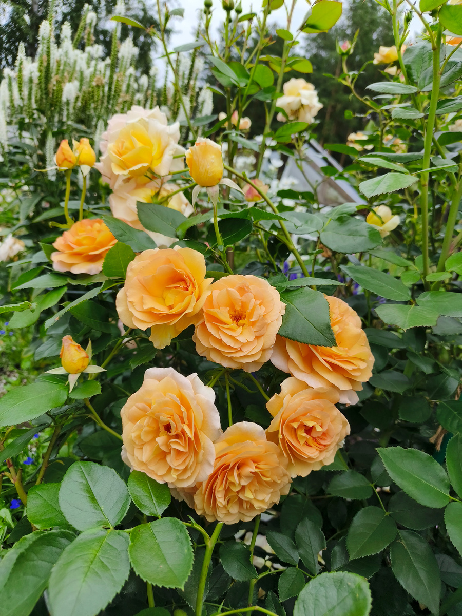 Склероз замучил 🤣 не помню. кто?