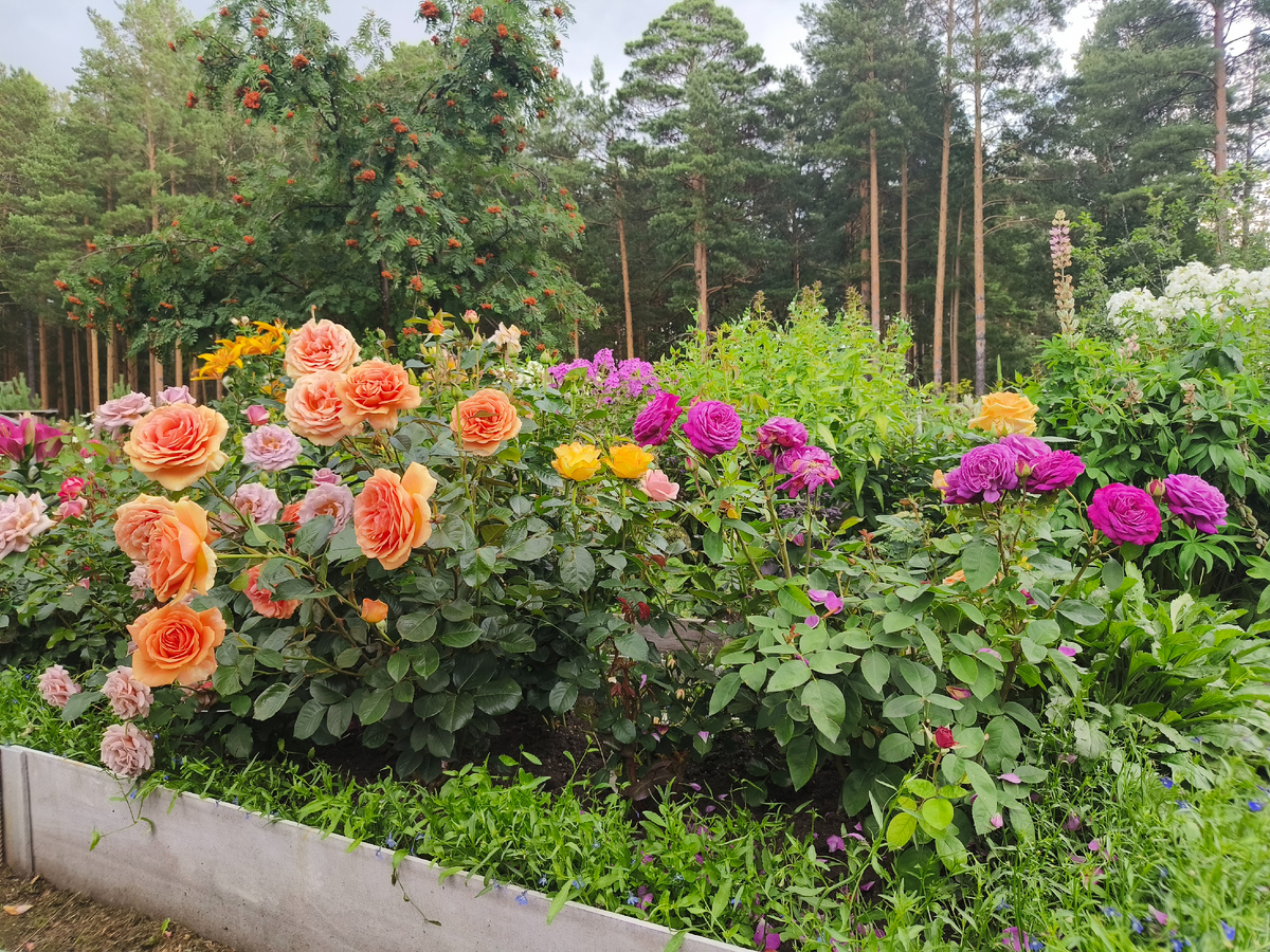 Коко-локо,Ашрам, Керио, Хайди Клум и Гейша.