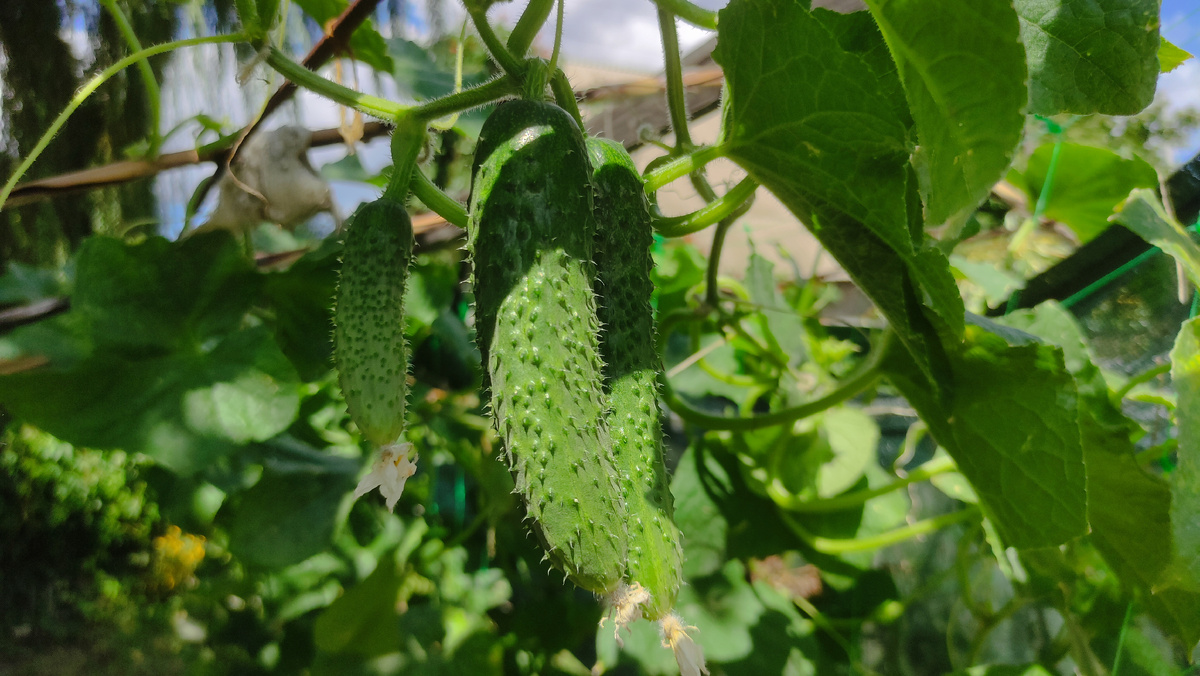 Огурец Кураж