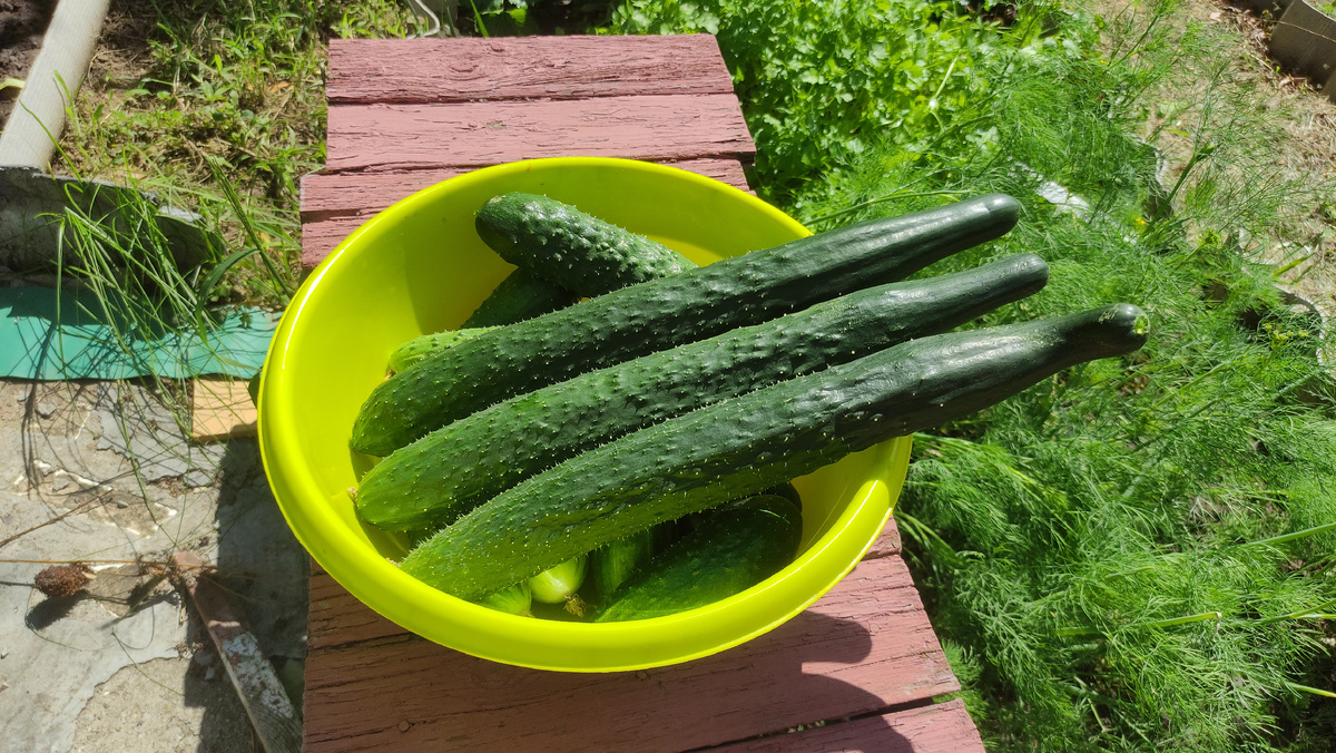 Китайские гибриды 