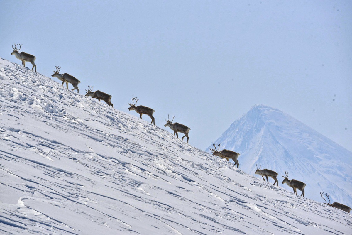 Фото Константина Панова / Кроноцкий заповедник