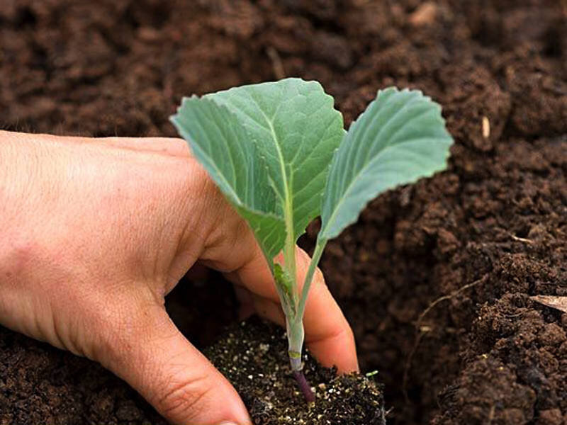 Появление хороших кочанов капусты порадует огородника, грамотно выбравшего место для высадки культуры