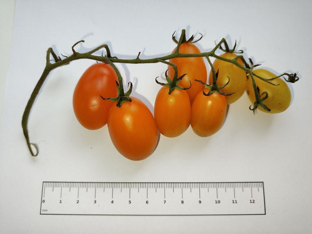 Фото: asu.ru/news/58942