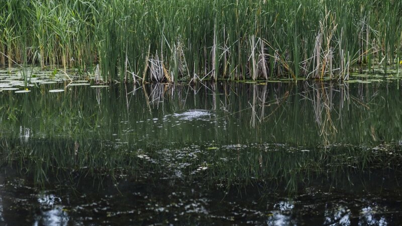     Болото. freepik.com