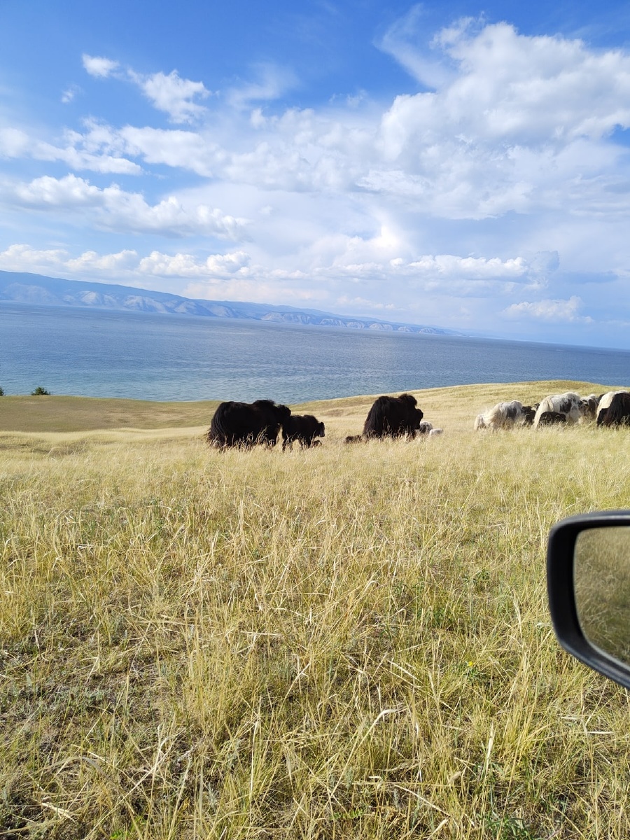 Повстречали яков. о. Ольхон, 2022 г. Фото автора. 