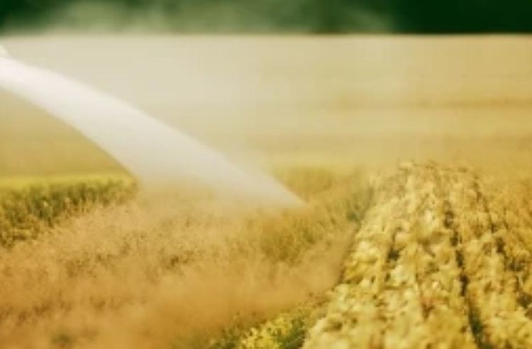    Фото: Медведева Анна, AgroXXI.ru