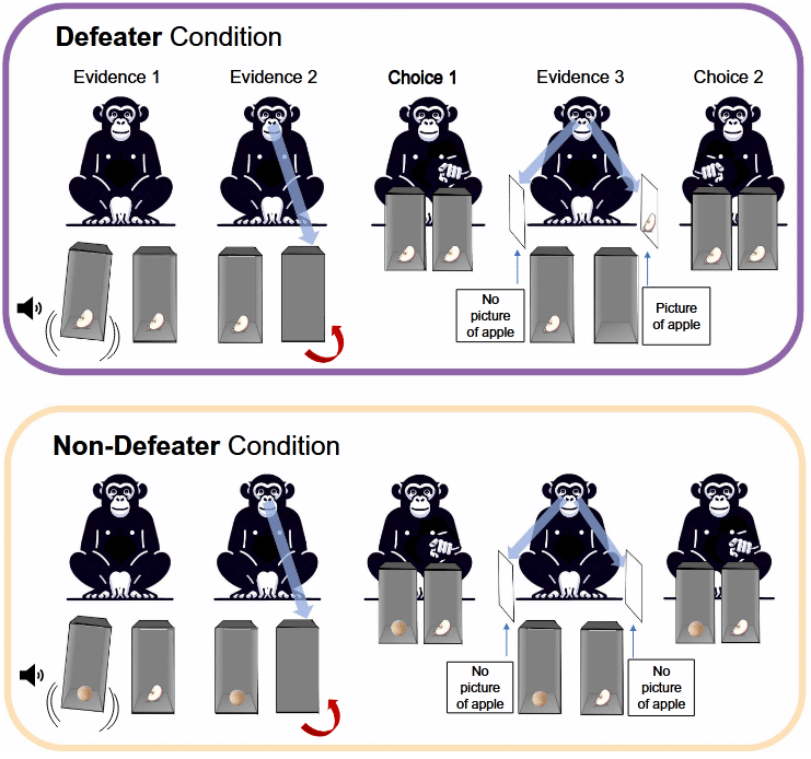    Пятый эксперимент — с обманом и переоценкой улики / © Schleihauf et al.