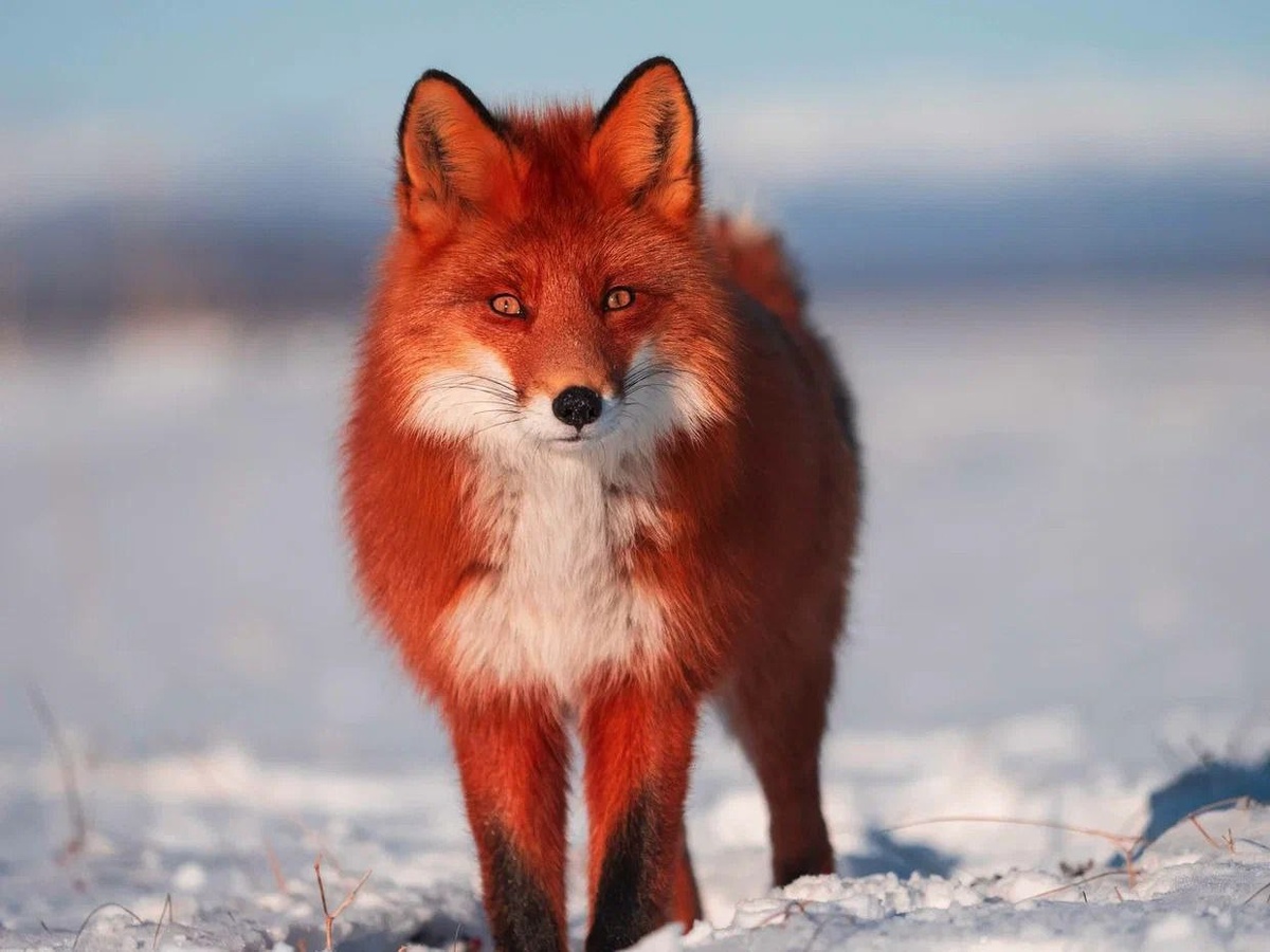 Фото Дмитрия Шпиленка / Кроноцкий заповедник