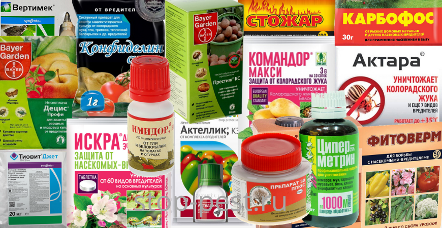 Препараты для защиты растений. Фото Натальи Мироновой 