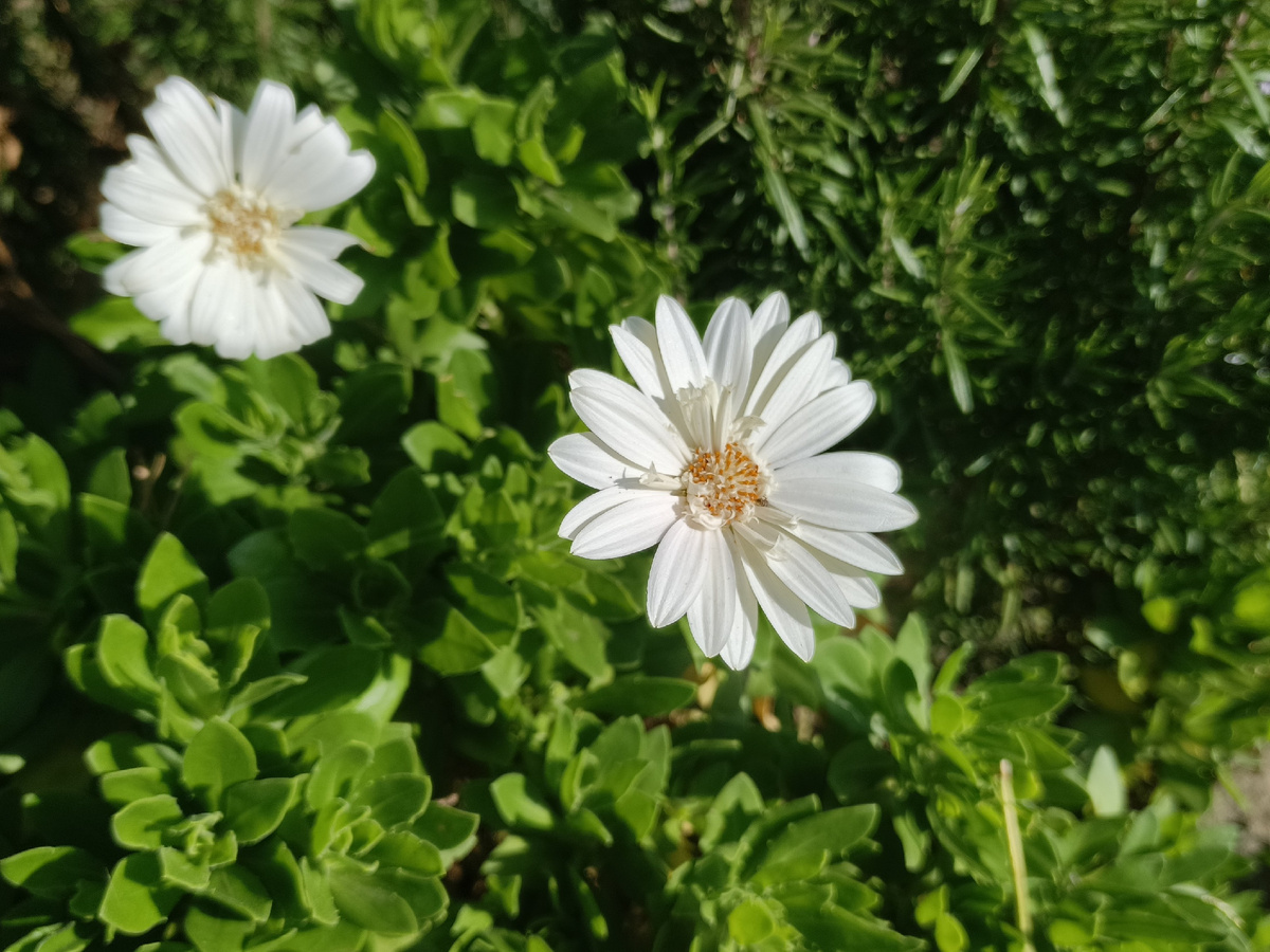 ФТ Сириус, Имеретинская набережная, ноябрь 2025 года
