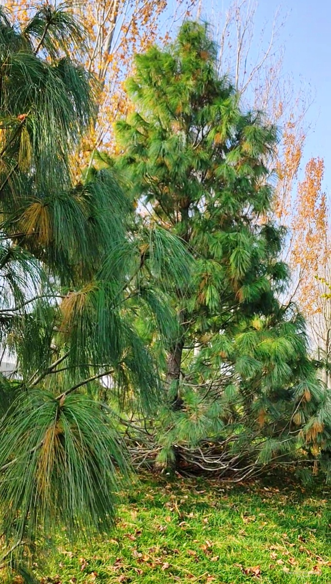 🌳🌲🌳🌲🌳
