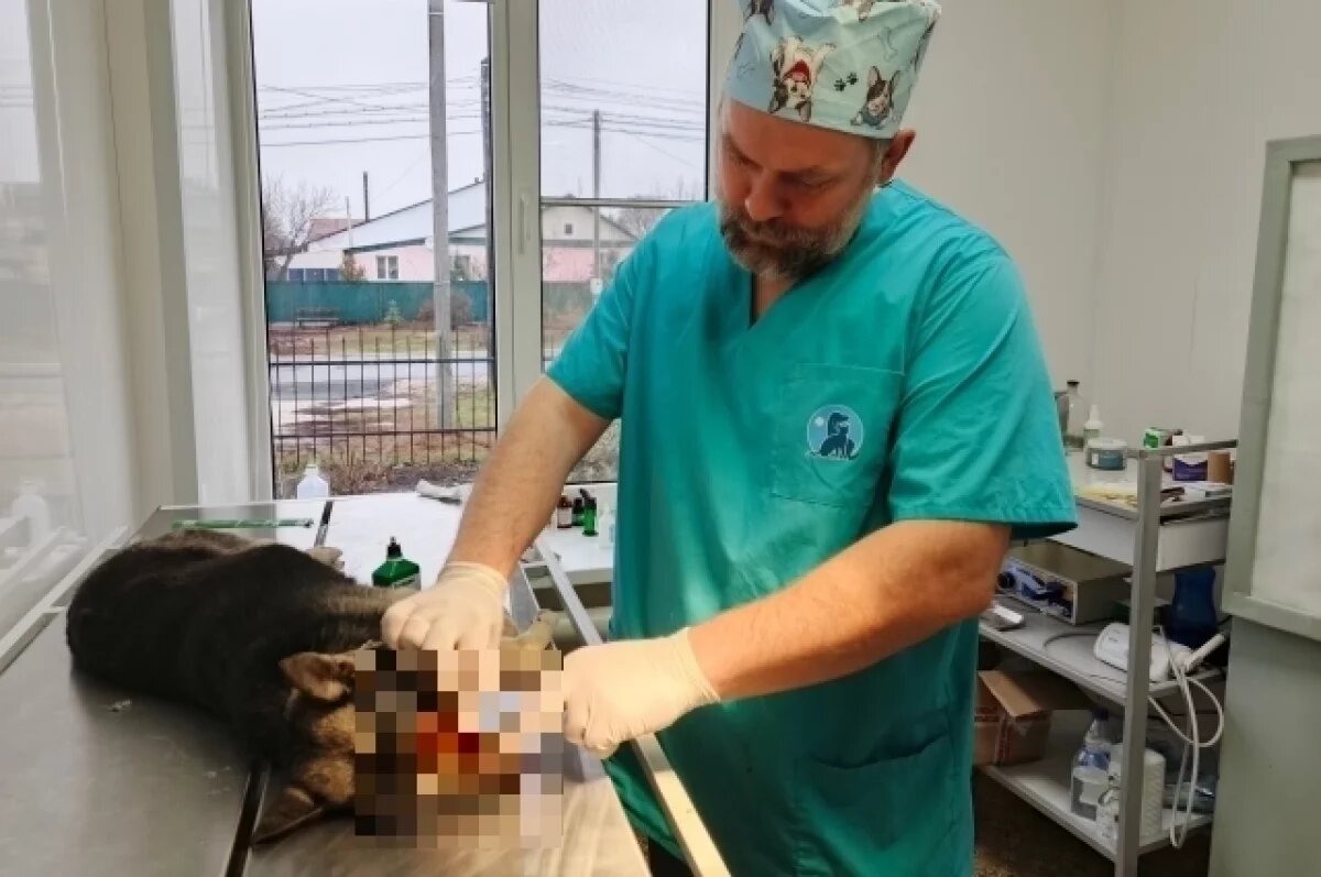    Ветеринары спасли собаку по кличке Дружок без глаза после ДТП