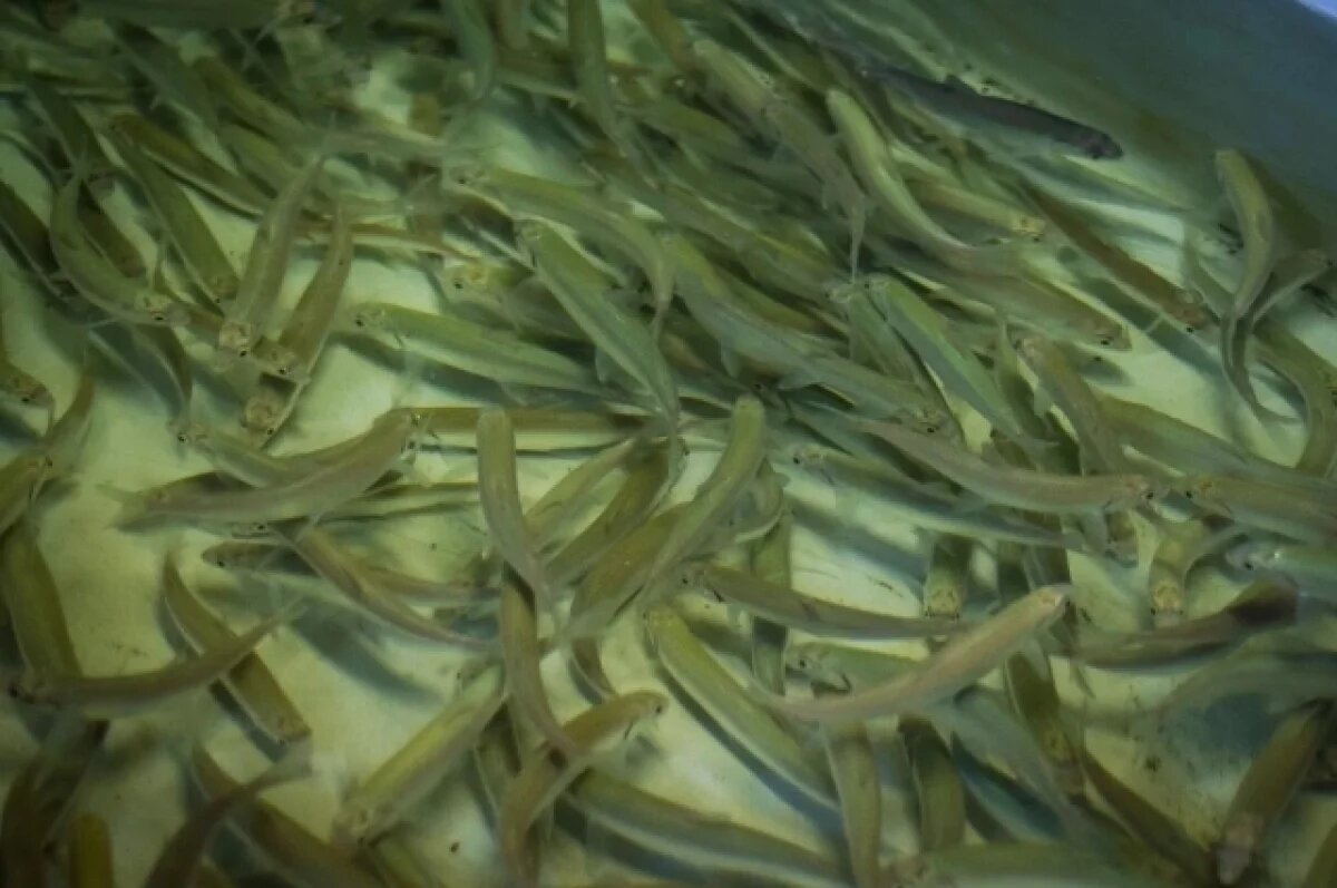    Запрет на добычу омуля на Байкале могут отменить в 2027-2028 годах