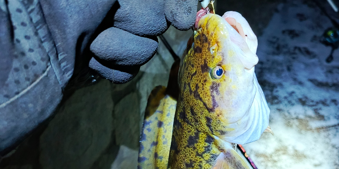 Налим осенью на болванку с набережной