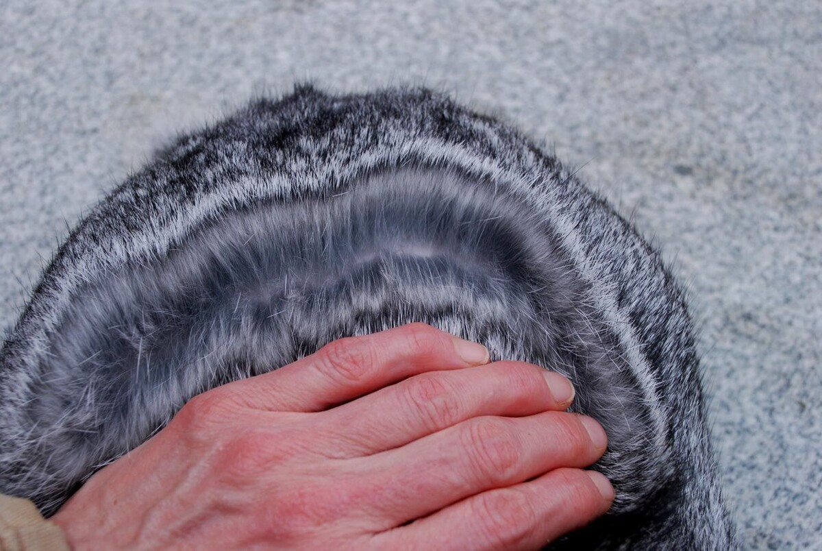 Не просто мех, а настоящее сокровище природы, в котором нет места даже для блох!