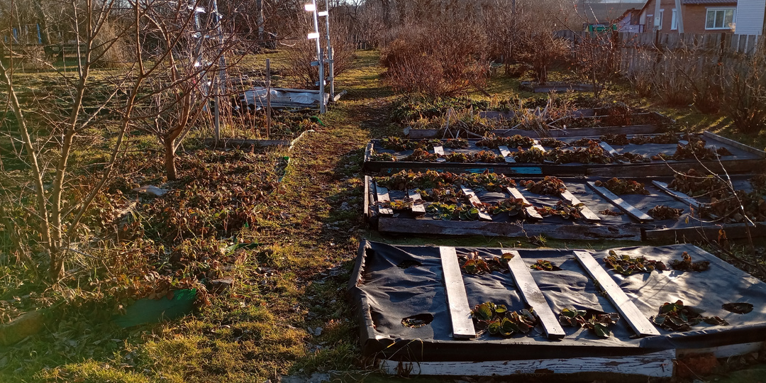 Как я укрываю деревья и кусты на зиму.Урал.🤔
