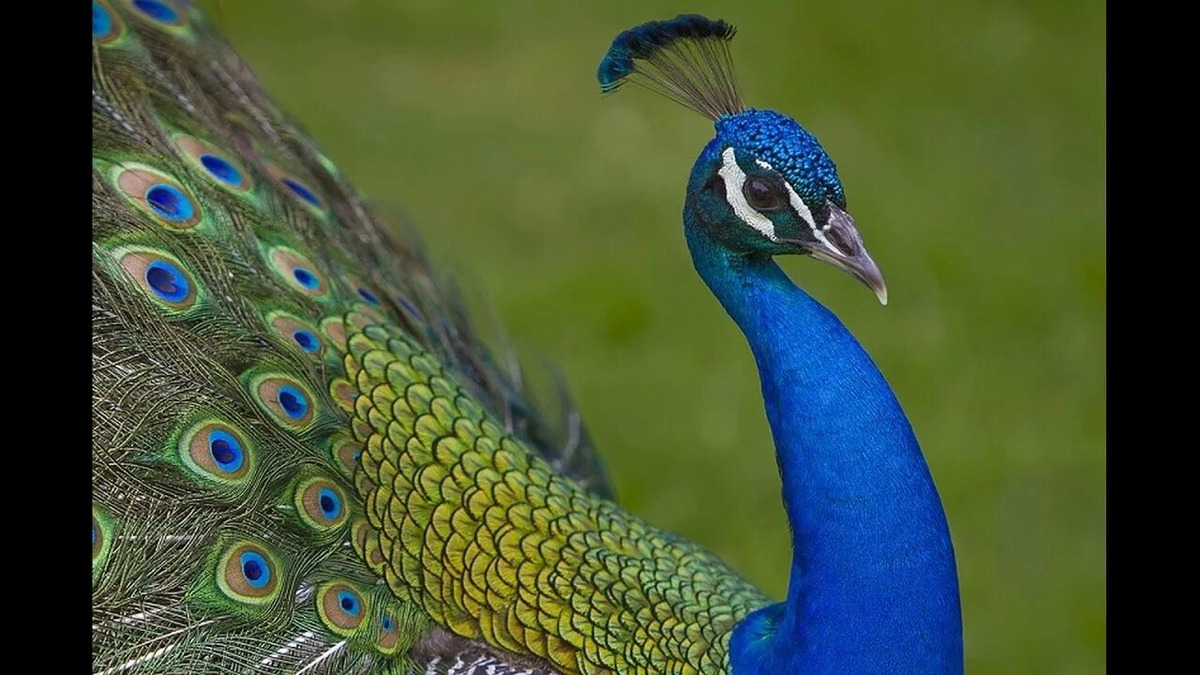 Заглянем в глаза этой королевской птице?