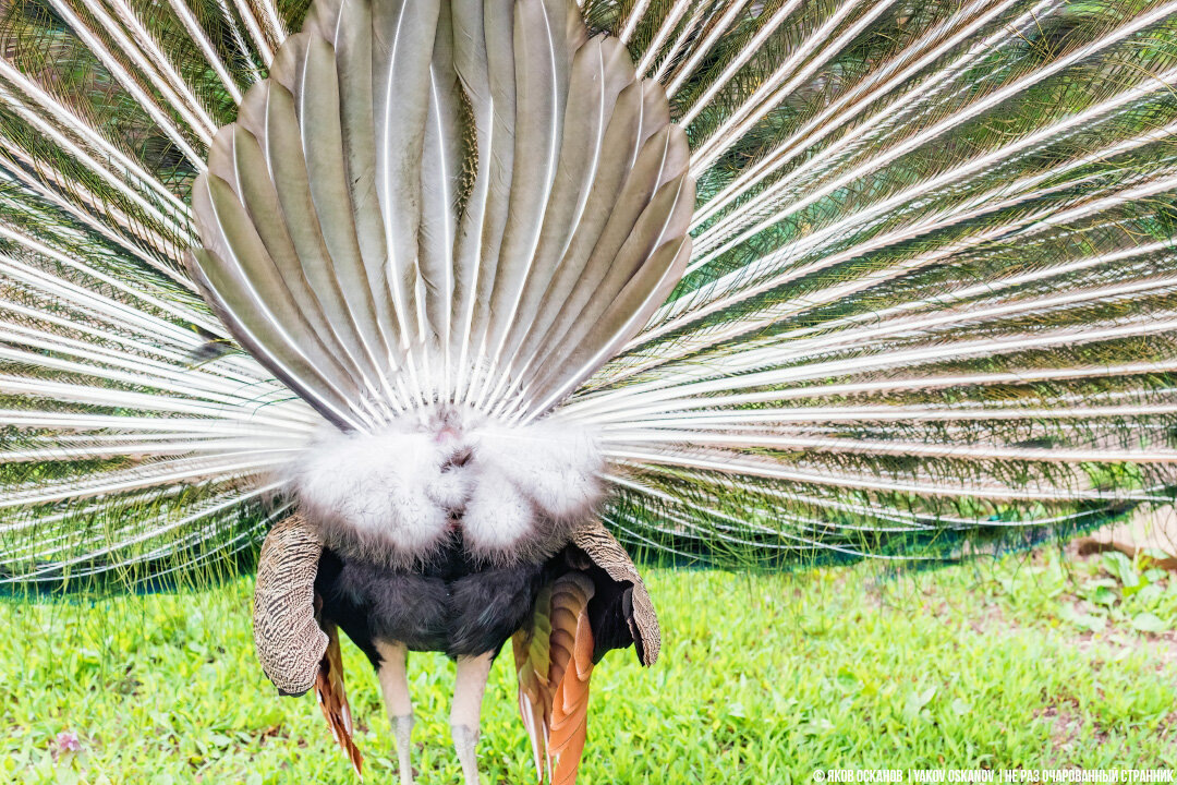 Вот он, секрет! Настоящий хвост скрывается за этим великолепием, работая как надёжная опора.