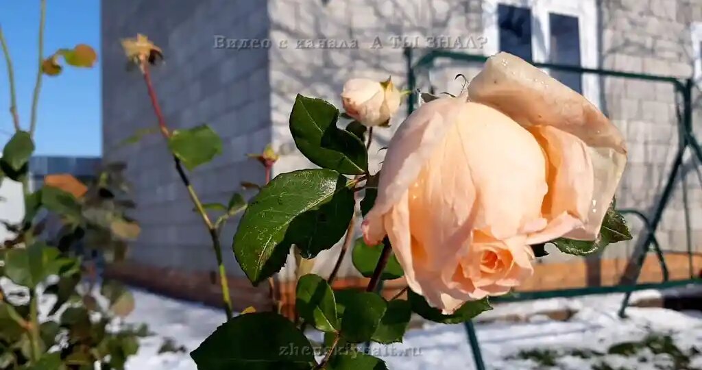 КАК НЕЛЬЗЯ укрывать РОЗЫ: 6 непростительных ОШИБОК