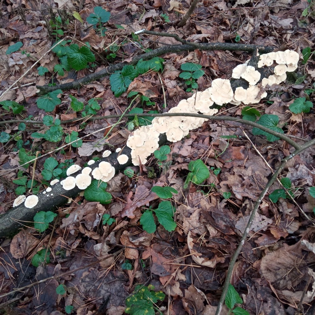 Тем временем Московский лес