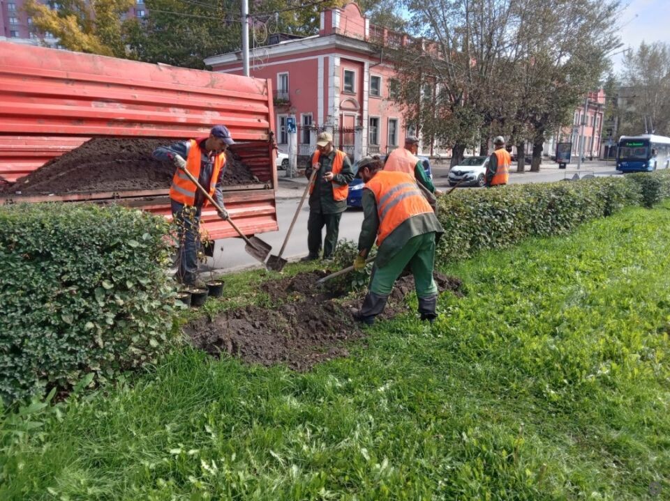    Озеленение улиц Барнаула. Источник: barnaul.org