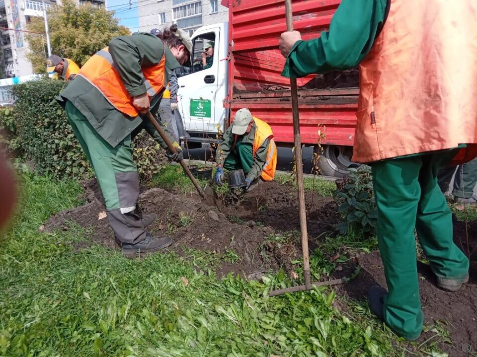    Озеленение улиц Барнаула. Источник: barnaul.org