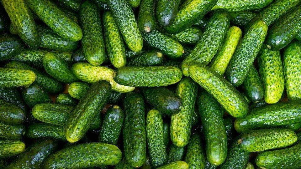 Не спешите делать салат. Сначала давайте познакомимся с этим загадочным созданием поближе.