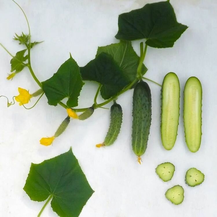 За скромной внешностью скрывается сложная натура, достойная самого пристального изучения.