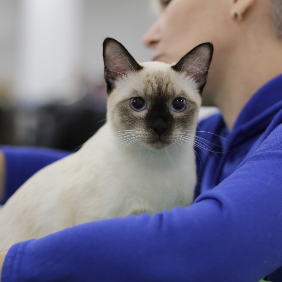 Тоша (Антей) Луняш на выставке КЛК "Котофей"